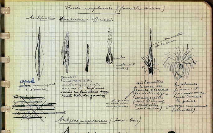 Botanische Notizen von André Dhôtel